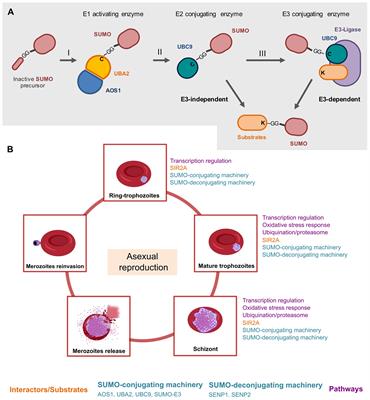 Targeting SUMOylation in Plasmodium as a Potential Target for Malaria Therapy